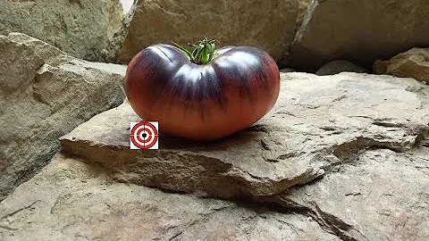 Pink Siberian Tiger Tomato