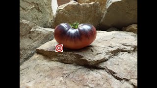 Pomodoro Tigre Rosa Una Varietà Di Pomodoro Dall'aspetto Dolce E - Foto 2