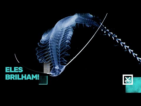 10 animais que brilham no escuro naturalmente