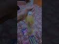 l achieve gifts on festival of raksha Bandhan 😍😍💞💞 #ytshorts #gift #luckytanikistory