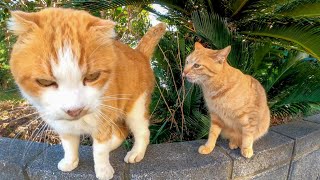 茶トラ子猫が撫でられてると割り込んできて自分が撫でられようとする茶白猫