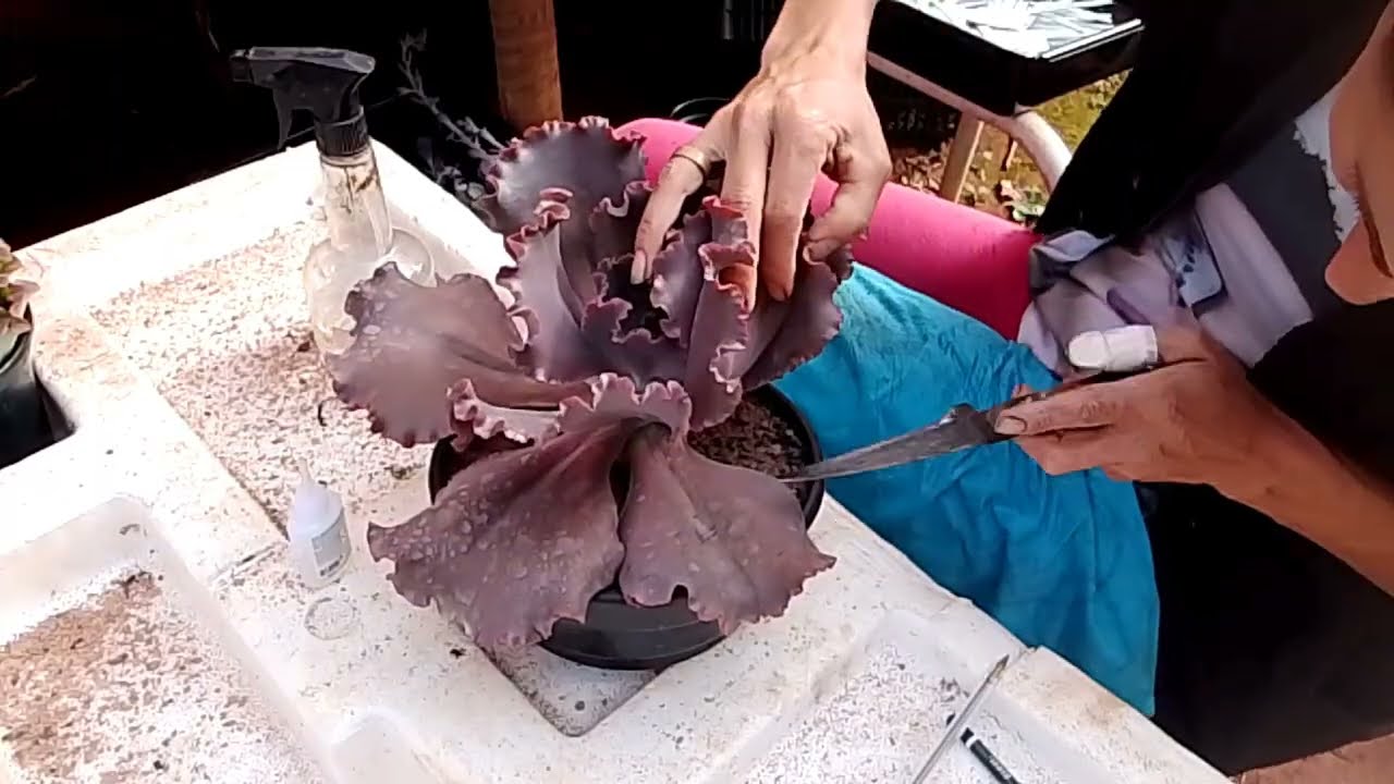 Parte 2 Poda das Gibifloras da estufa 😍🙏