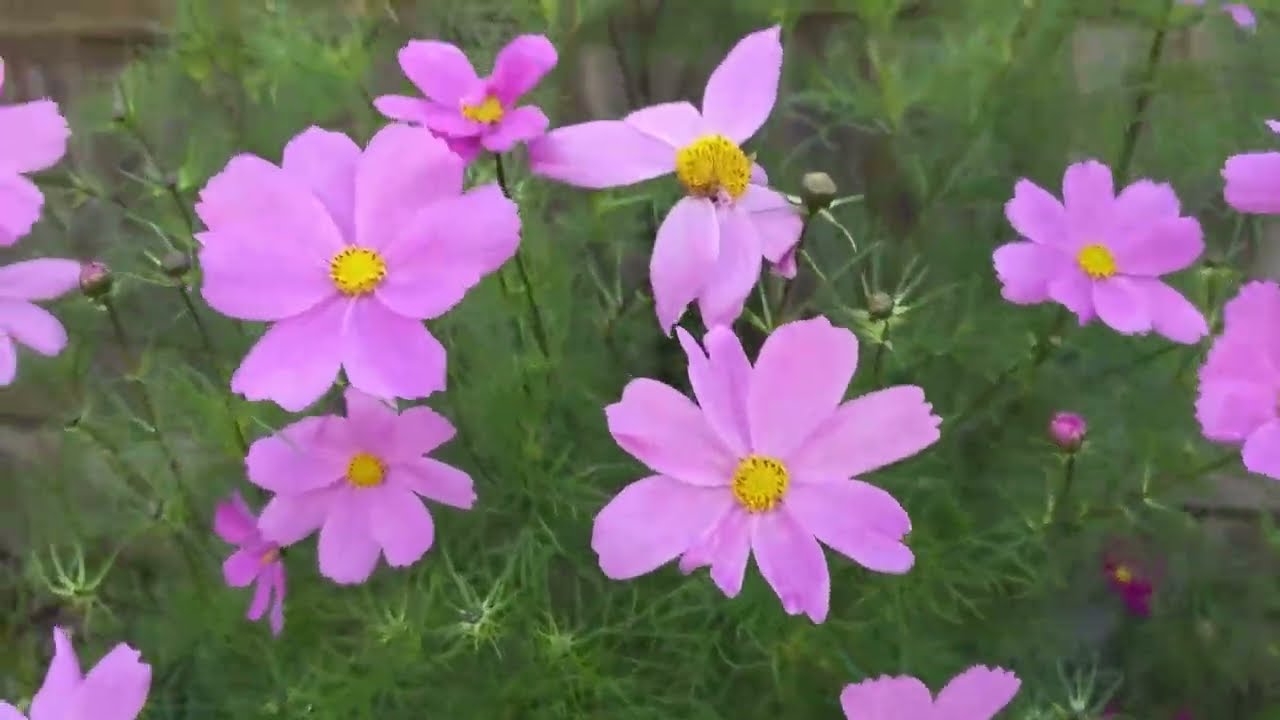 The Autumn Garden Overview