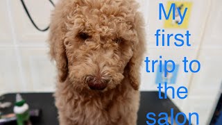 Dog Grooming | A standard Poodle puppy 1st cut