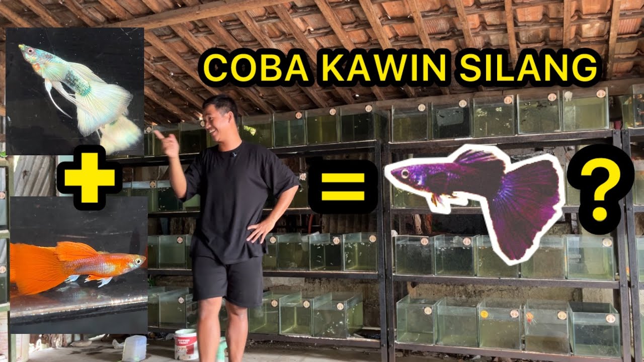 SILANG GUPPY COSSBREED HB WHITE X HB RED