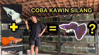 SILANG GUPPY COSSBREED HB WHITE X HB RED