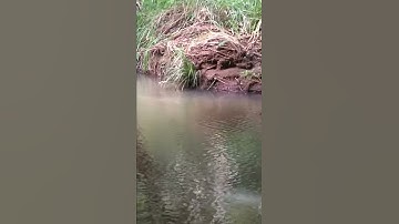 Where to find Platypus on the Atherton Tableland