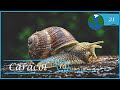 10 Datos curiosos del caracol