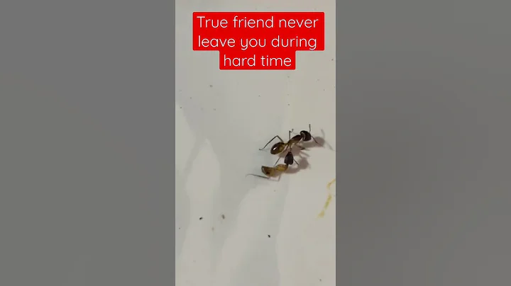 Look at the ants consider their ways and be wise! #shorts #shortvideo #ants #youtubeshorts