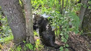 картинка: Черные Тигрята знакомятся с Каталиной и изучают канавы))