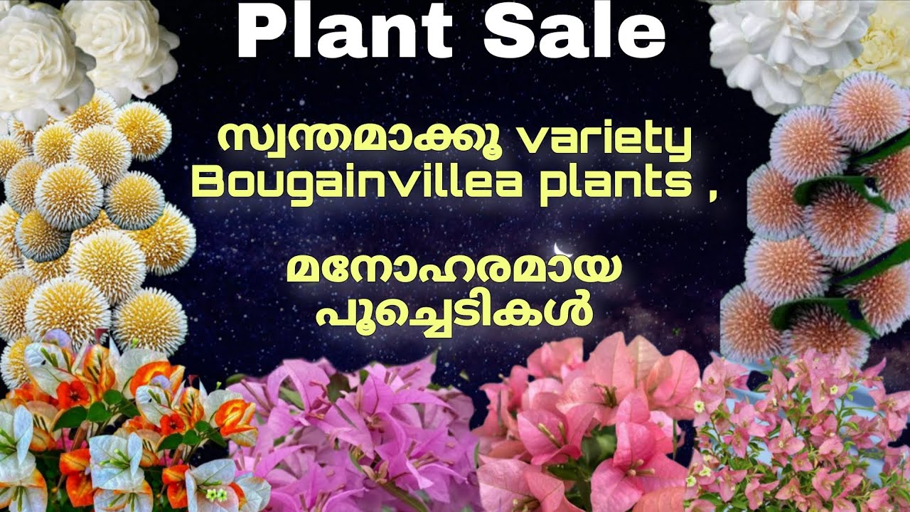 Plant sale.. മനസ്സിനിണങ്ങും Bougainville varities .... Rare variety പൂച്ചെടികൾ..ph9744014235