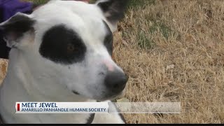 SPCA/ PetSmart® National Adoption Weekend