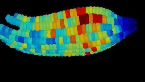 MorphoGraphX with a mature Arabidopsis embryo