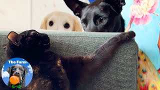 Happy Adopted Dogs and Cats Living Their Best Lives | Recommended for Stress Relief | The Farm