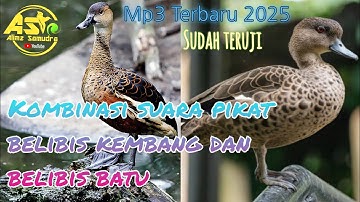 SUARA PIKAT📀 KOMBINASI BELIBIS ALIS HITAM DAN BELIBIS BATU‼️💯% JITU 2025