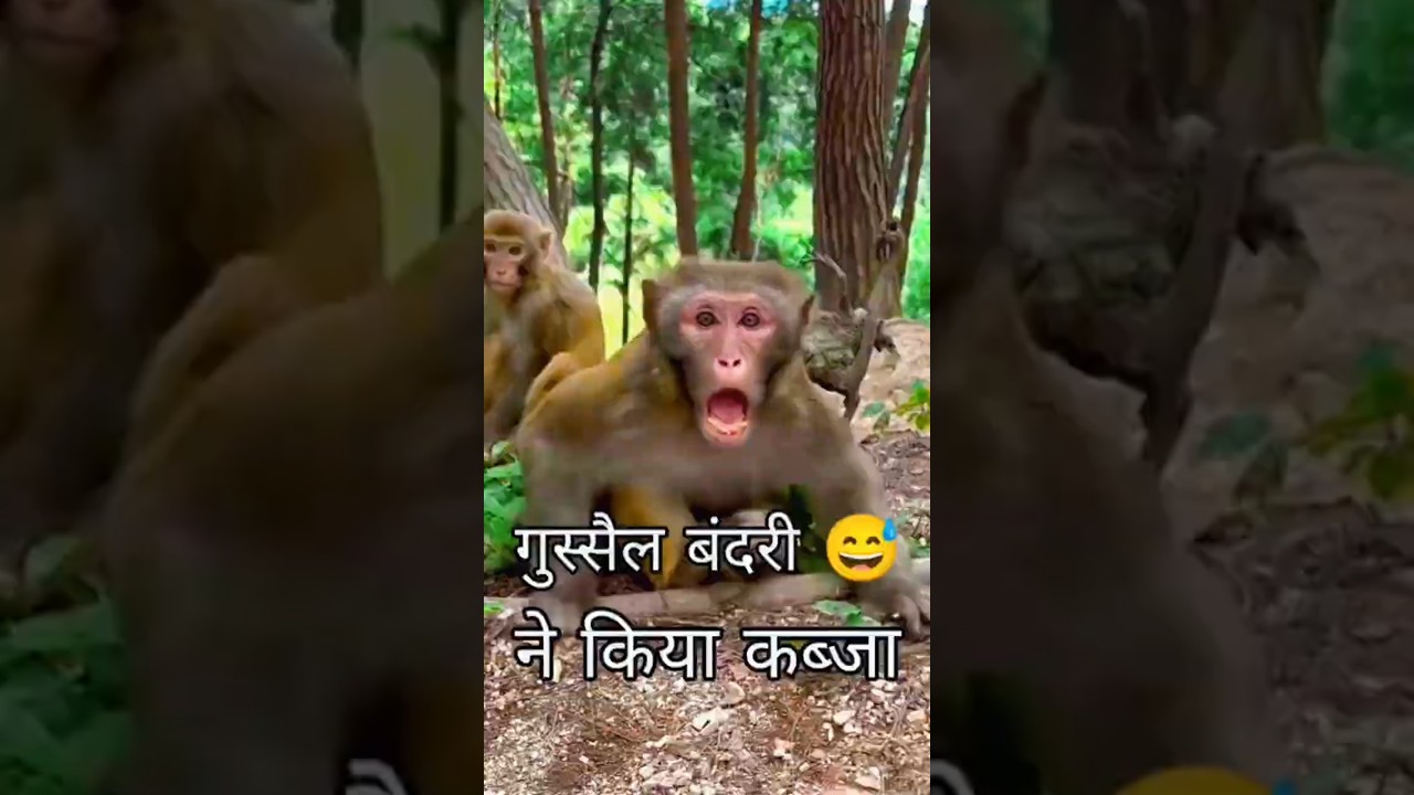 गुस्सैल बंदरी से सभी छोटू बंदर डर गए ☹️