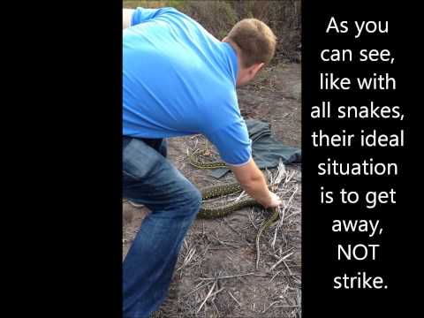 Angry Diamond Python Release