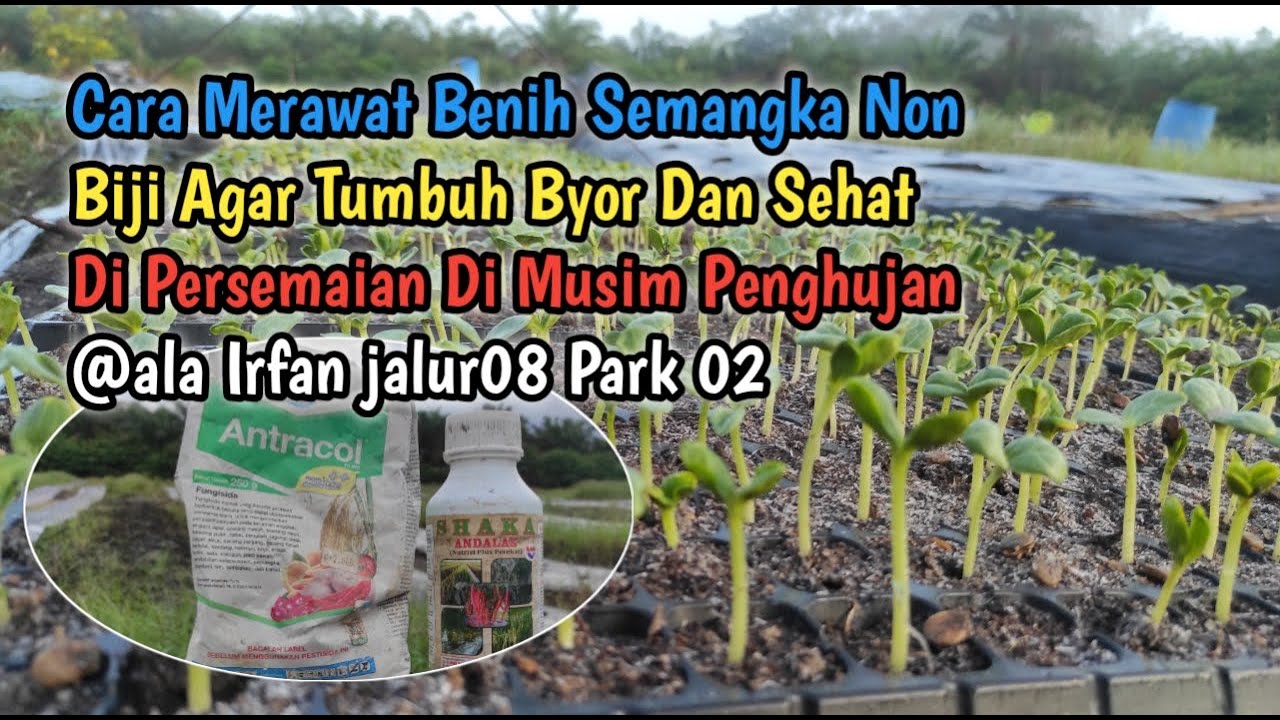 Cara Merawat Benih Semangka Non Biji Agar Tumbuh Byor Dan Sehat Di Persemaian Di Musim Penghujan