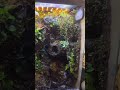 Vampire crab waterfall Paludarium #paludarium #reptiles #vampirecrab #terrarium #aquascape