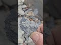 #rockhounding #fossil #ferns#ancient