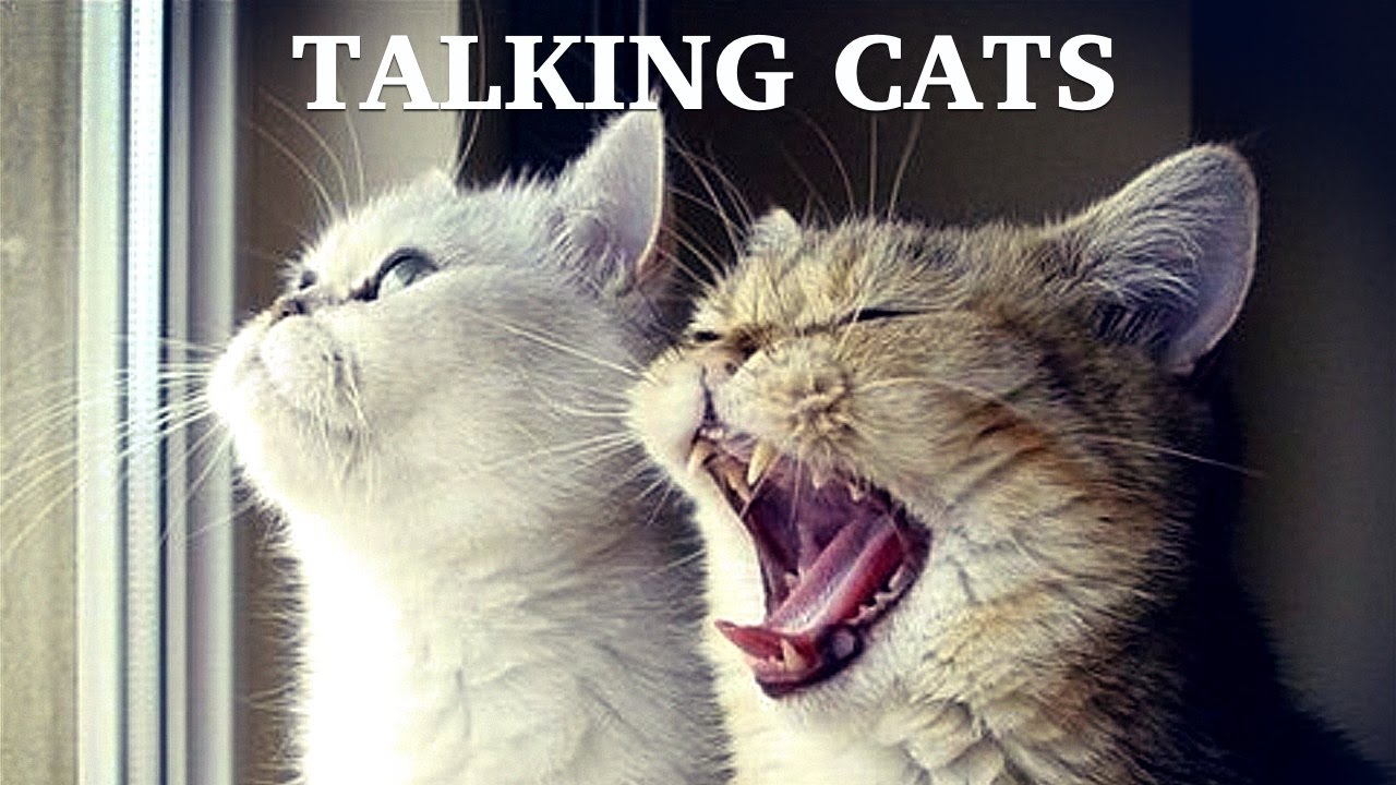 Talking Cats  The best cats  video compilation YouTube 