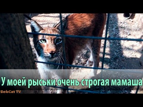 Мама у рыськи не совсем ручная, хорошо относится только к хозяину