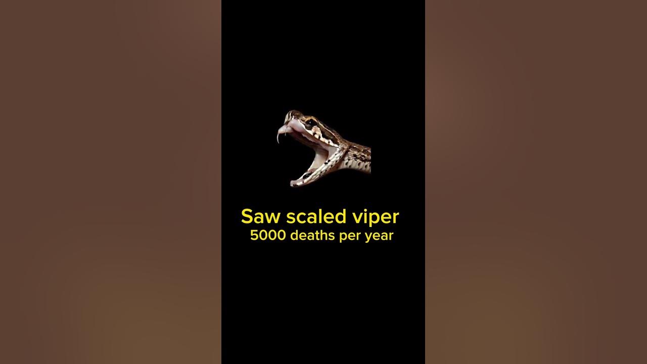 the-most-deadly-animals-in-the-world-scary-ytshorts-youtube