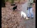 Fear Aggresion Rehab Dog Training On Walk Fear Aggresion Rehab Dog Training On Walk