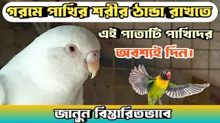 গরমে পাখির শরীর ঠান্ডা রাখতে অবশ্যই পাখিদের খেতে দিন।🤔। বাজরিগার পাখি।🔥। লাভবার্ড পাখি। 🔥🔥।