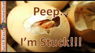 Famous How To Help A Chick Hatch (Saving A Baby Chick) Wealth