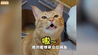 全网最会唱歌的猫咪一开口便是惊艳网友猫界歌神“猫不易”