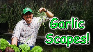 Garlic Scapes - Garden Quickie Episode 1