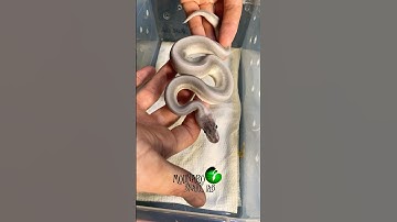 Incredible ball pythons! #molinarosnakelab #royalpythons #pythons #ballpython #reptiles #diy #regius