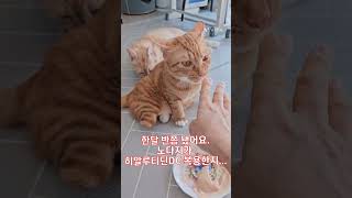 노다지의 기적, 그 비결이 궁금하다😻 by 반야냥[Banyanyang] 240 views 8 months ago 1 minute, 4 seconds