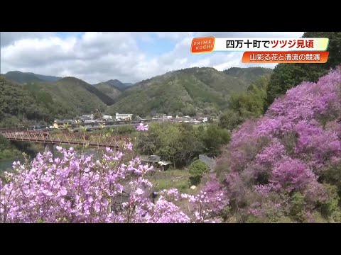 Shimanto Town] Fuji azaleas, cultivated by residents for about 20