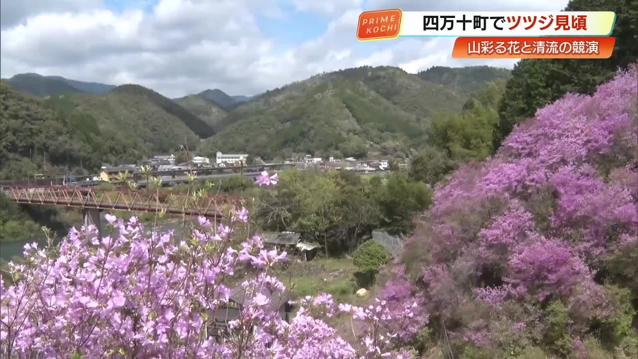 ひつまぶし　4点 Shimanto Town] Fuji azaleas, cultivated by residents for about 20