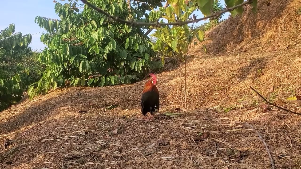 Trap wild chickens, the bait and the wild chickens compete to crow.  03/02/2026