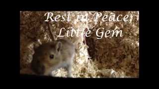 Rest in Peace Ruby