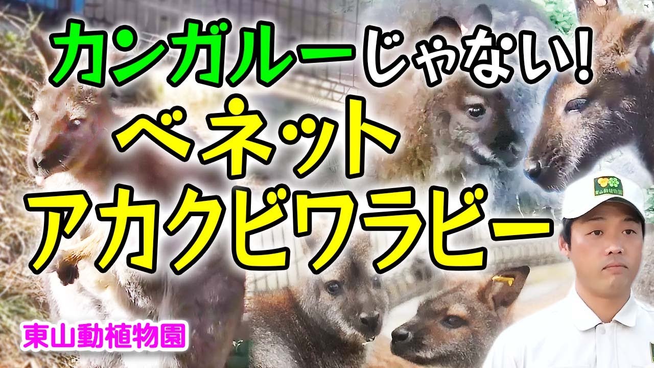 カンガルーに間違われることもある「ベネットアカクビワラビー」見分け