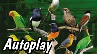 Download lagu Natural Bird Sounds Therapy – Mastering Every Bird in One Video