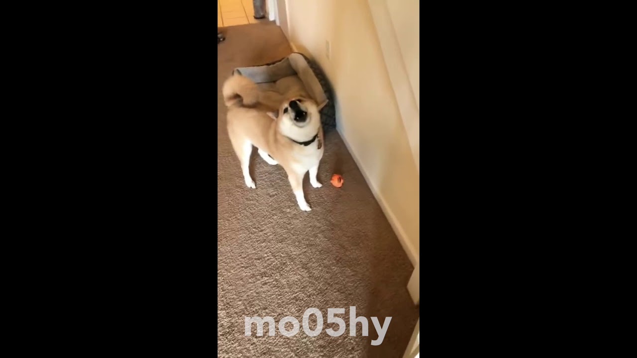 yoshi's dog