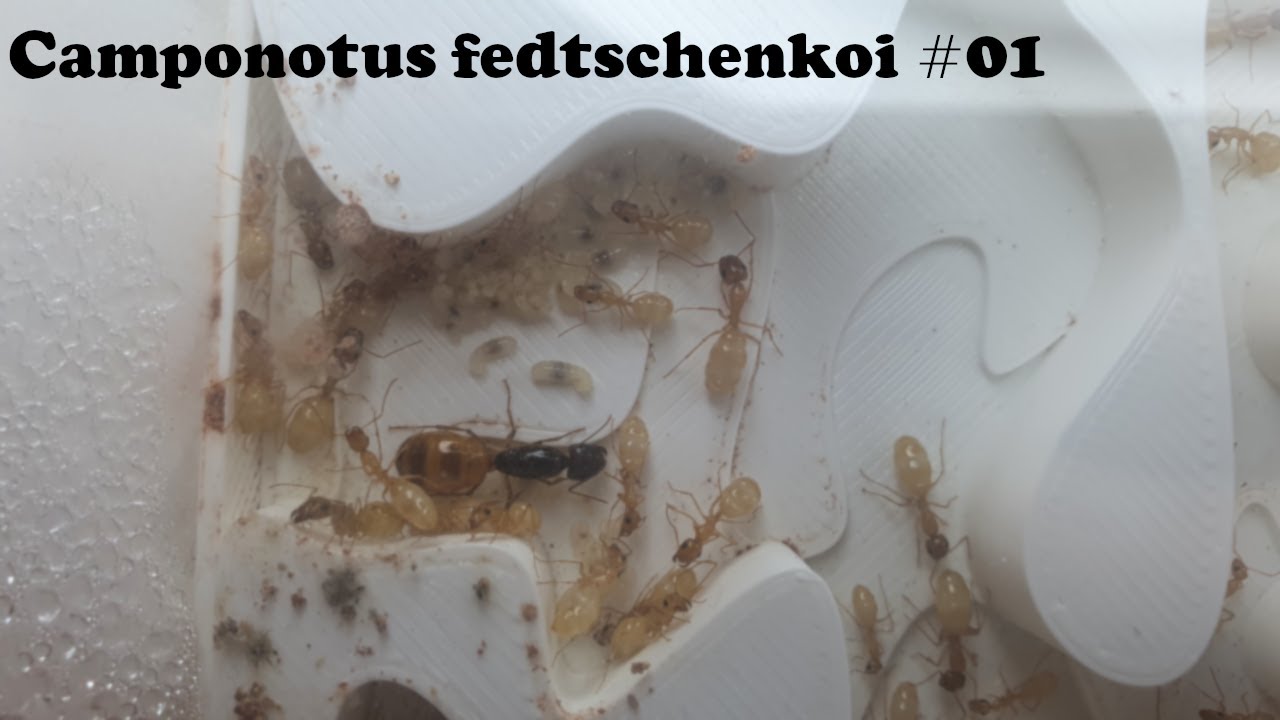 Setup vom ANTSTORE für meine Kolonie |Camponotus fedtschenkoi #01