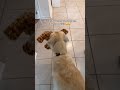 he loves his kota 🥹🥹