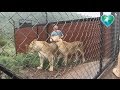 Kevin Richardson with Huge Lionesses