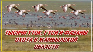 видео: ТЫСЯЧИ УТОК И ГУСИ! ОХОТА НА ФАЗАНА И УТКУ В ЖАМБЫЛСКОЙ ОБЛАСТИ Мерке, Озеро Аспара Охота с легавыми картинка: ТЫСЯЧИ УТОК И ГУСИ! ОХОТА НА ФАЗАНА И УТКУ В ЖАМБЫЛСКОЙ ОБЛАСТИ Мерке, Озеро Аспара Охота с легавыми
