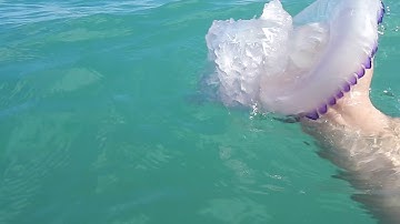 Rhizostoma pulmo / Barrel Jellyfish
