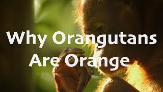 Today I Learned Why Orangutans Are Orange