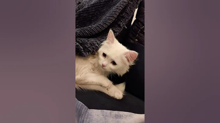 Watch the video about Russian cats triple coated brown and white #edm #music #phonkmusic