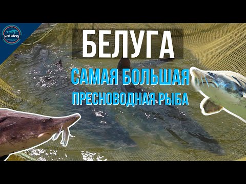 Белуга - обзор самой большой пресноводной рыбы