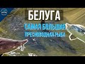 Белуга - обзор самой большой пресноводной рыбы